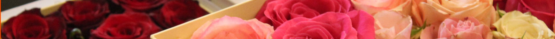 wide-header-flower3